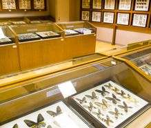 昆虫館めぐりの趣味