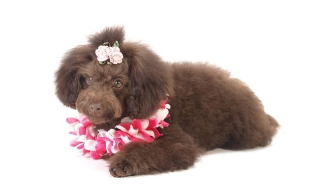 リボンレイと犬