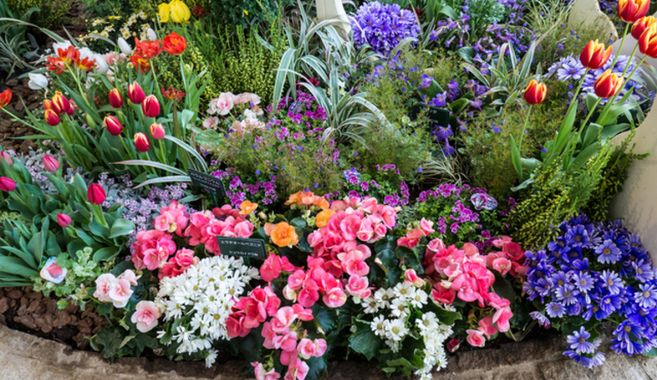 寄せ植えってどんなもの？