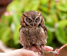 フクロウ飼育の趣味