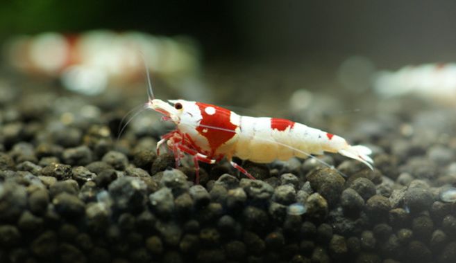 レッドビーシュリンプ飼育