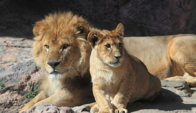 動物園めぐり