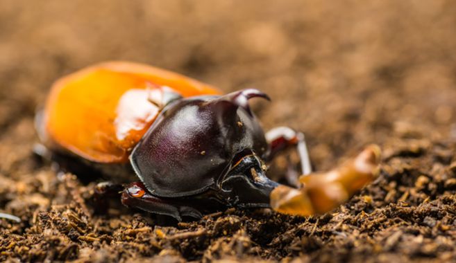 カブトムシの羽化