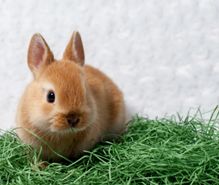 うさぎ飼育の趣味