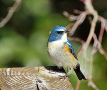 バードウォッチングの趣味