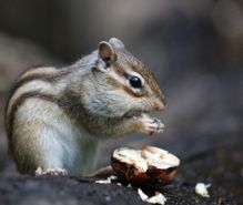 リス飼育の趣味