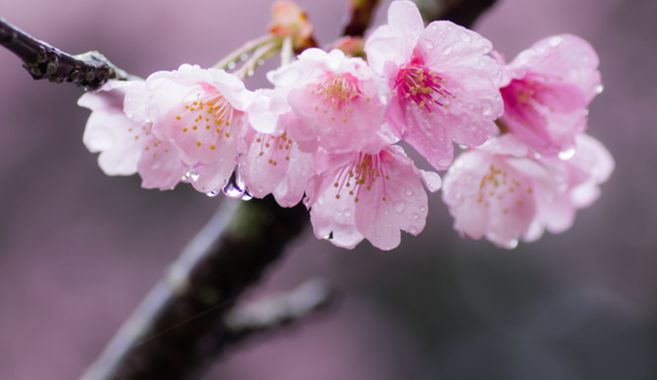 詩は楽しめるもの？