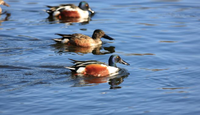 バードウォッチングに出かけよう