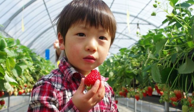 イチゴ狩りをしている子ども