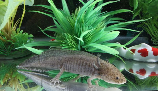 ウーパールーパーまとめ