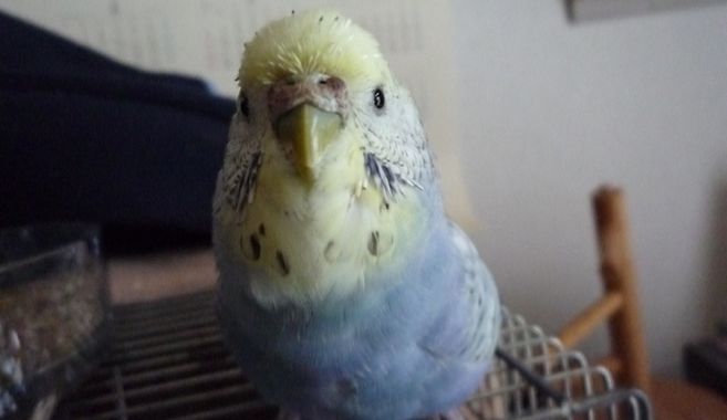 インコと暮らす、癒され生活
