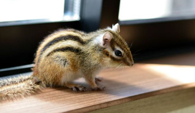 日なたぼっこのシマリス