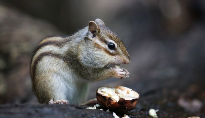 リス飼育