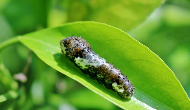 アゲハチョウの幼虫