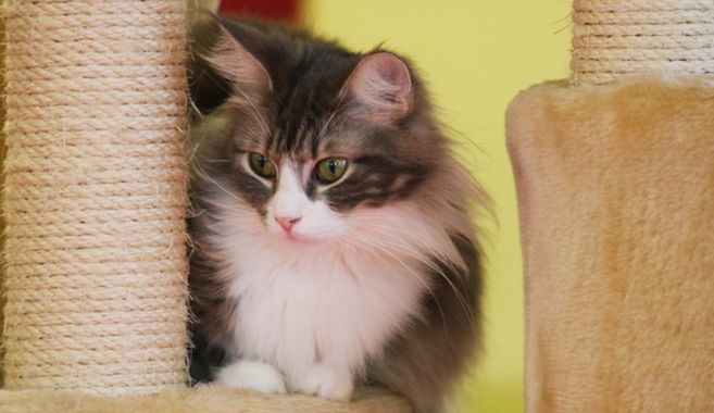 ブルーマッカレルタビー