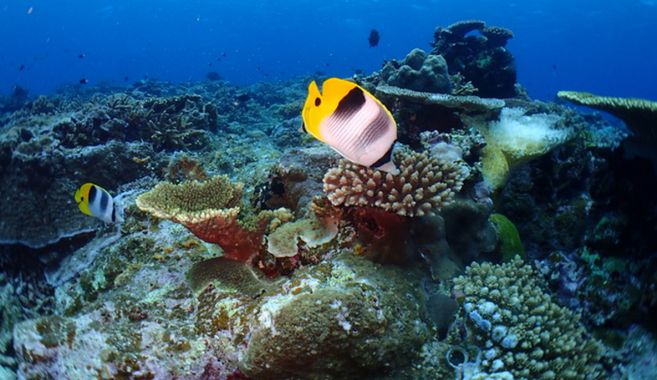 シュノーケリングに行こう