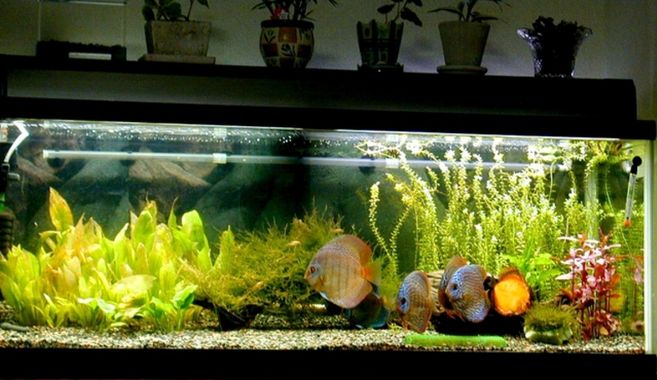熱帯魚の水槽