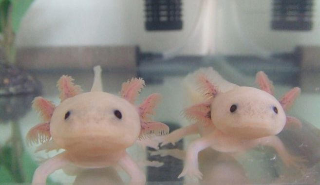 ウーパールーパーの魅力