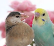 小鳥飼育の趣味