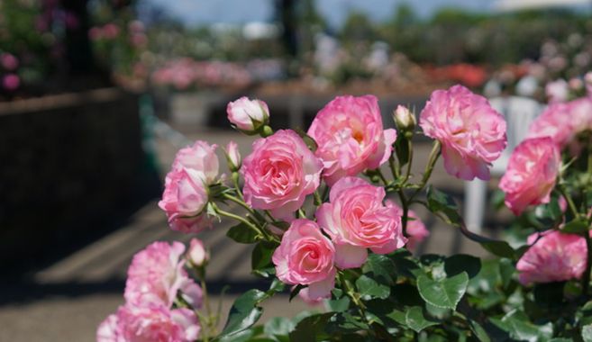 バラ栽培の魅力