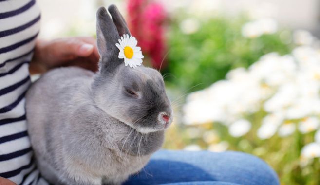 うさぎの魅力