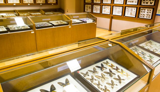 昆虫館めぐり