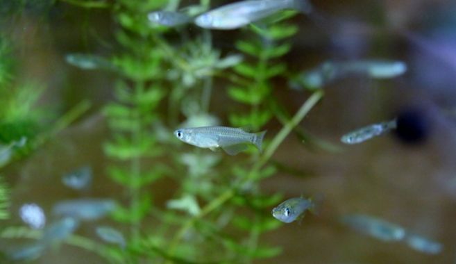 メダカ飼育