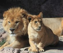 動物園めぐりの趣味