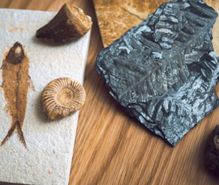 化石集めの趣味