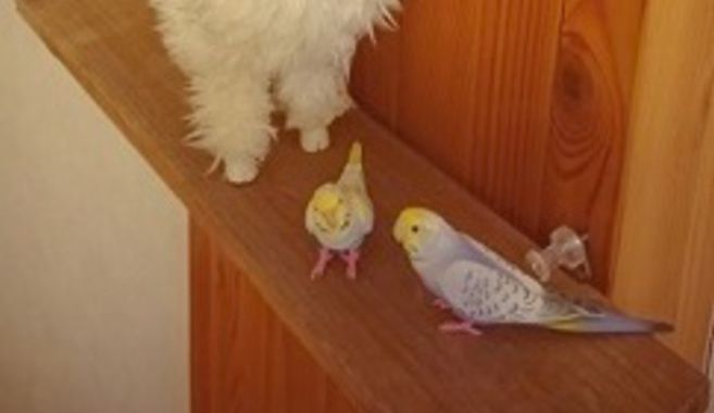 ガチャガチャの持つフィギュアにはない魅力とは？