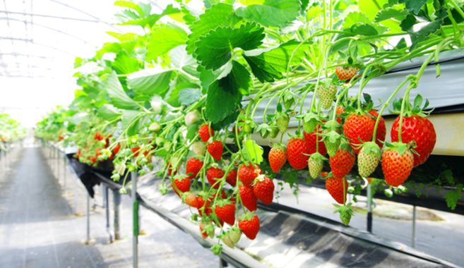 イチゴ高設栽培