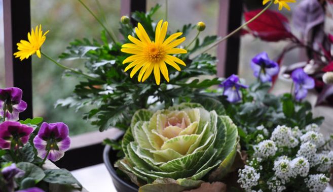 寄せ植え