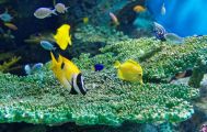 水族館めぐりの趣味
