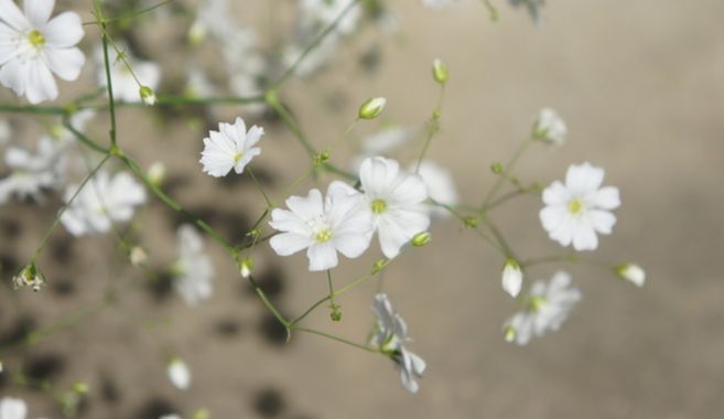 カスミ草