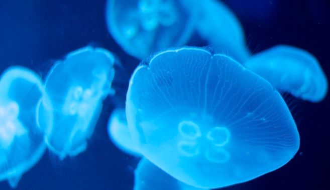 水族館に行ってみよう