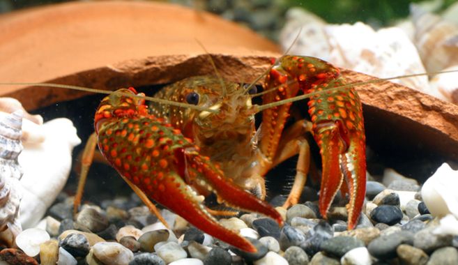ザリガニ飼育