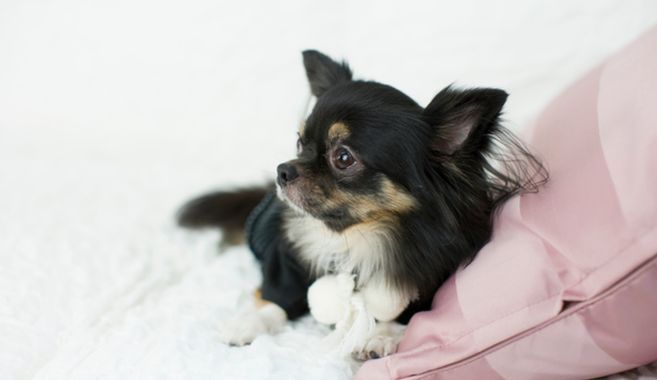 犬飼育