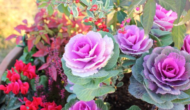 寄せ植えのはじめ方