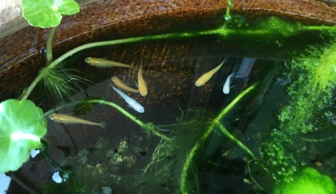 メダカ飼育まとめ