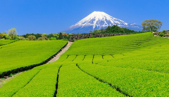 日本茶まとめ