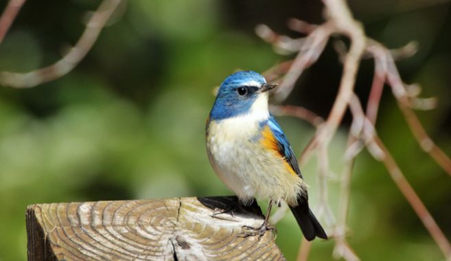 バードウォッチング