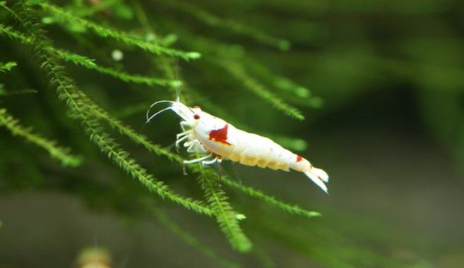 レッドシュリンプの一休み