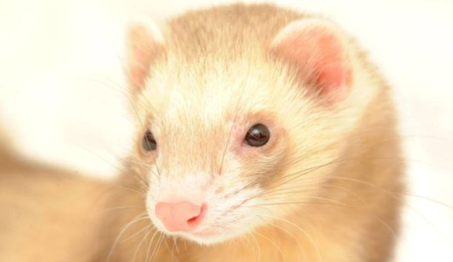 フェレット飼育