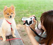 ペット写真の趣味