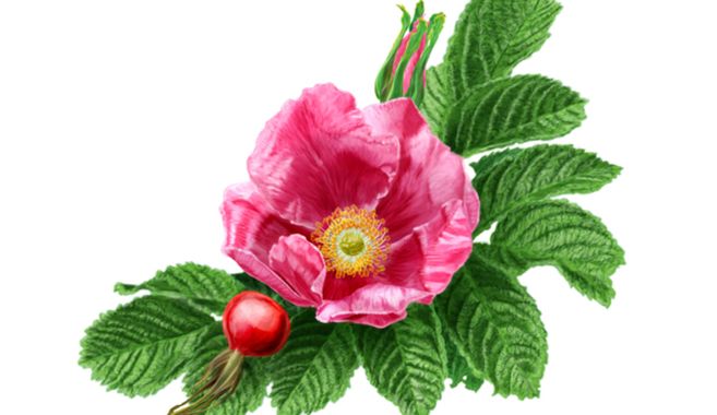 ボタニカルアートの魅力