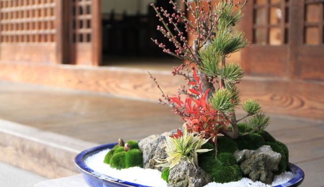 盆栽