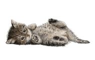 喜びも大きいネコ飼育
