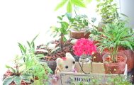 観葉植物の趣味