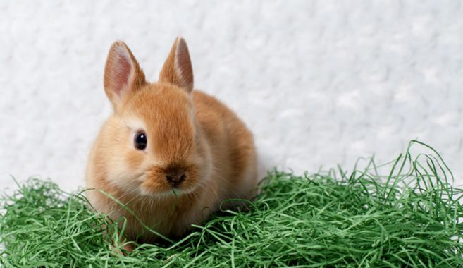 うさぎ飼育