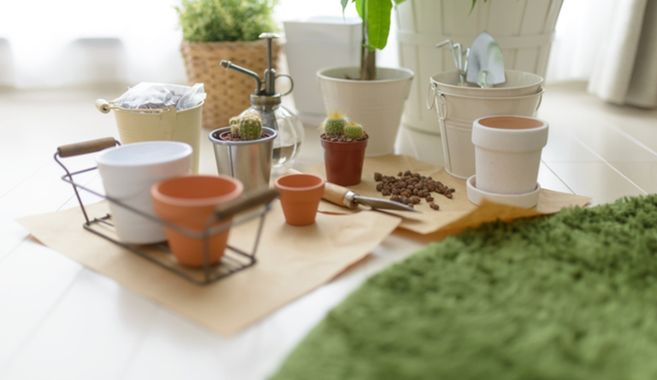 観葉植物のはじめかた